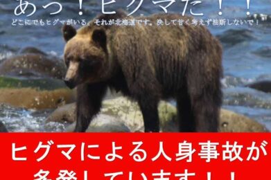 IMG - Attention aux ours !